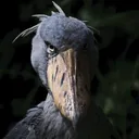 birdyhd