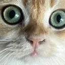 beanstare