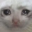 cat_cry