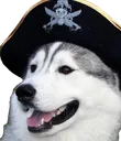 piratedog