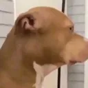 dogstare