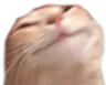 Cat Happy cat_happy Discord Emoji