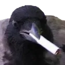 crowcig