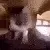 catExcite catExcite