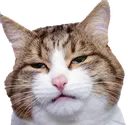 Cat Really Discord Emoji