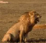 laughing_lion