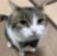 gatofacha