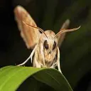moth