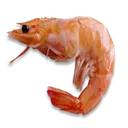 Shrimp