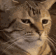 CatNotFun
