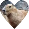 CapyHeart