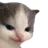 cathehe