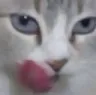 DW_Catto_lick