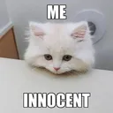 sp_innocent