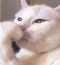 thinko thinko