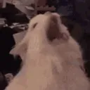 waa