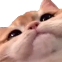catstare