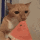 77632057CatEatin6900825099 Discord Emoji