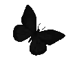 BlackButterfly