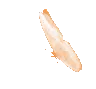 OrangeButterfly