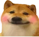 dogiblush