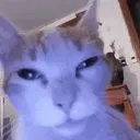 CatDrunk Discord Emoji