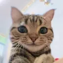 catchecking Discord Emoji