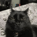 Catto Discord emoji