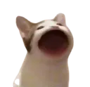catscream catscream