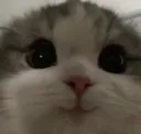 hewwo