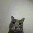 catfingerflip Discord Emoji