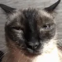 epic_cat_what