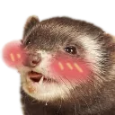 ferret