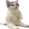 catsitL