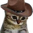 SadCat Discord Emoji