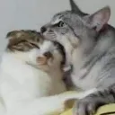 catnom