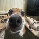 SNOOTBOOP
