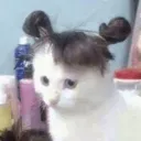 cooki