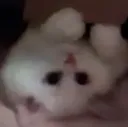 Cat Cat