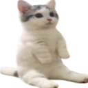 kotich custom emote | {рп}~ДуРкА~{рп}