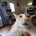 gruhcat