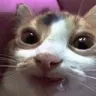 droolingcat3