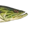 bass4