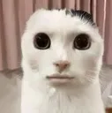 rizzcat rizzcat