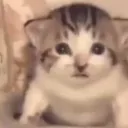fatcat