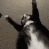 Jigglin