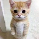 catroger