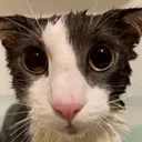 soggy