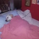 RTN_DogSleep