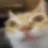 gatohuuh